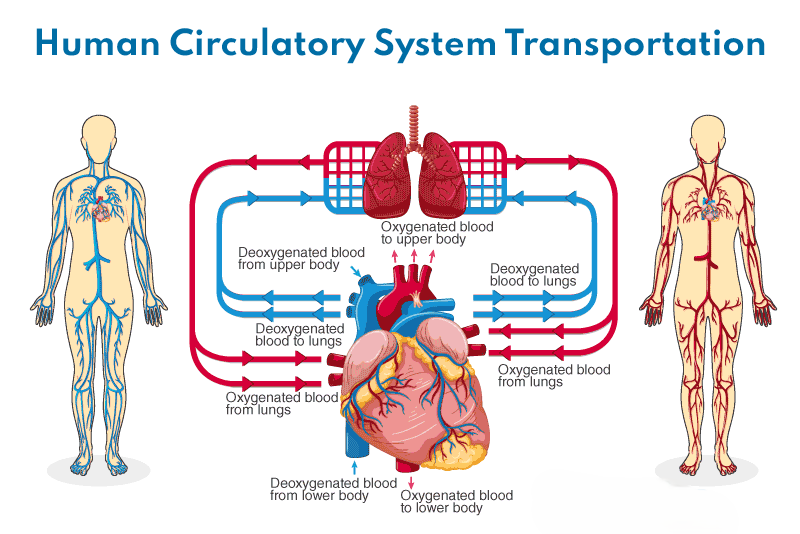 Blood circulatory system